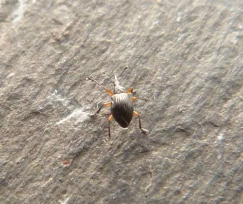 Protapion trifolii - photo 6