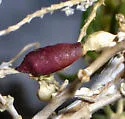 Protaplonyx sarcobati