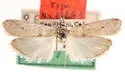 Protasia mirabilicornella - Hodges#5993.1 - photo 2