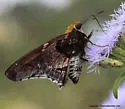 Mercurial Skipper - Hodges#3868 - Proteides mercurius