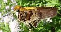 Mercurial Skipper - Hodges#3868 - photo 2
