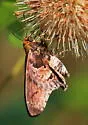 Mercurial Skipper - Hodges#3868 - photo 3