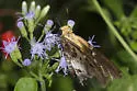 Mercurial Skipper - Hodges#3868 - photo 4