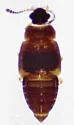 Proteinus acadiensis