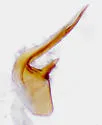Proteinus acadiensis - photo 2
