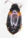 Proteinus basalis