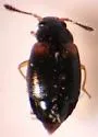 Proteinus basalis - photo 2
