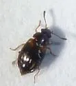 Proteinus basalis - photo 3