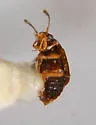Proteinus basalis - photo 4