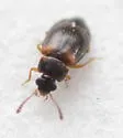 Proteinus basalis - photo 5
