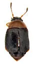 Proteinus collaris