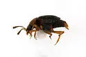 Proteinus collaris - photo 2