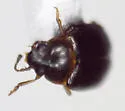 Proteinus limbatus - photo 2
