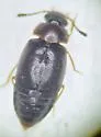 Proteinus limbatus - photo 3