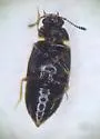 Proteinus limbatus - photo 4