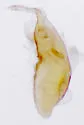 Proteinus pseudothomasi - photo 2