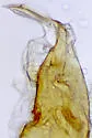 Proteinus pseudothomasi - photo 3