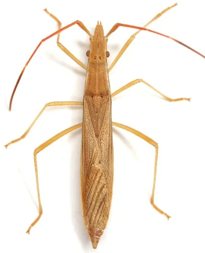 Protenor belfragei