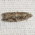Maple Twig Borer Moth - Hodges#3230