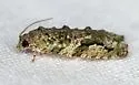 Maple Twig Borer Moth - Hodges#3230 - photo 3