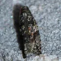 Maple Twig Borer Moth - Hodges#3230 - photo 4