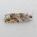Western Boxelder Twig Borer Moth - Hodges#3236