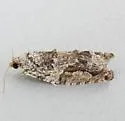 Western Boxelder Twig Borer Moth - Hodges#3236 - photo 2