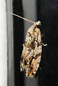 Western Boxelder Twig Borer Moth - Hodges#3236 - photo 3
