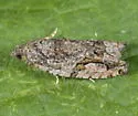 Western Boxelder Twig Borer Moth - Hodges#3236 - photo 4