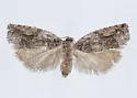Western Boxelder Twig Borer Moth - Hodges#3236 - photo 5