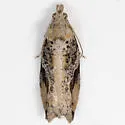Black-crescent Proteoteras - Hodges#3233 - photo 2