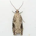Black-crescent Proteoteras - Hodges#3233 - photo 3