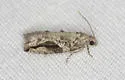 Black-crescent Proteoteras - Hodges#3233 - photo 4