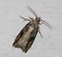 Black-crescent Proteoteras - Hodges#3233 - photo 5