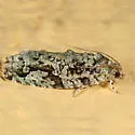 Gray-flanked Proteoteras - Hodges#3235
