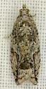 Proteoteras obnigrana - Hodges#3237