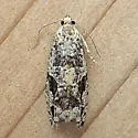 Proteoteras obnigrana - Hodges#3237 - photo 3
