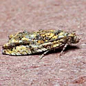 Proteoteras obnigrana - Hodges#3237 - photo 4