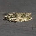 Boxelder Twig Borer - Hodges#3232