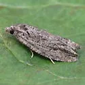Boxelder Twig Borer - Hodges#3232 - photo 2