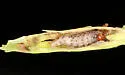 Boxelder Twig Borer - Hodges#3232 - photo 3