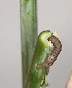 Boxelder Twig Borer - Hodges#3232 - photo 4
