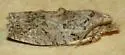 Boxelder Twig Borer - Hodges#3232 - photo 5