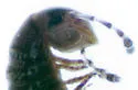 Proteroiulus fuscus - photo 2