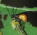Proterops abdominalis - Proterops abdominalis