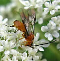 Proterops proteroptoides