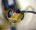 Proterops proteroptoides - photo 3