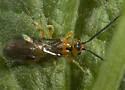 Proterops proteroptoides - photo 4