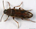 Prothalpia holmbergi - Prothalpia holmbergi