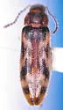 Prothalpia holmbergi - photo 2